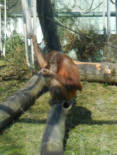 Monkey Tierpark Hellabrunn