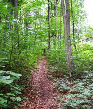 Hike through the forest at Monastery Andechs