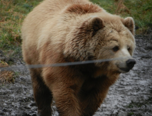 Brown Bear in Wildlife Park Poing
