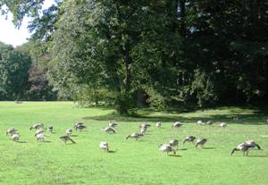 Birds eating